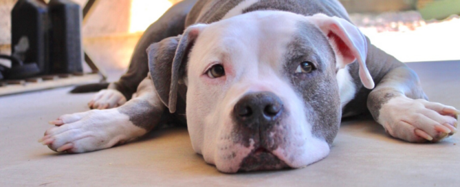 a board dog laying down