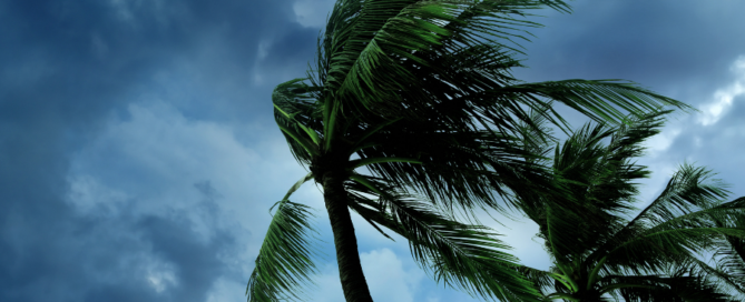 palm trees againsts a cloudy sky