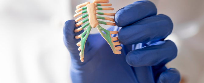 medical professionalholding small model of a rib