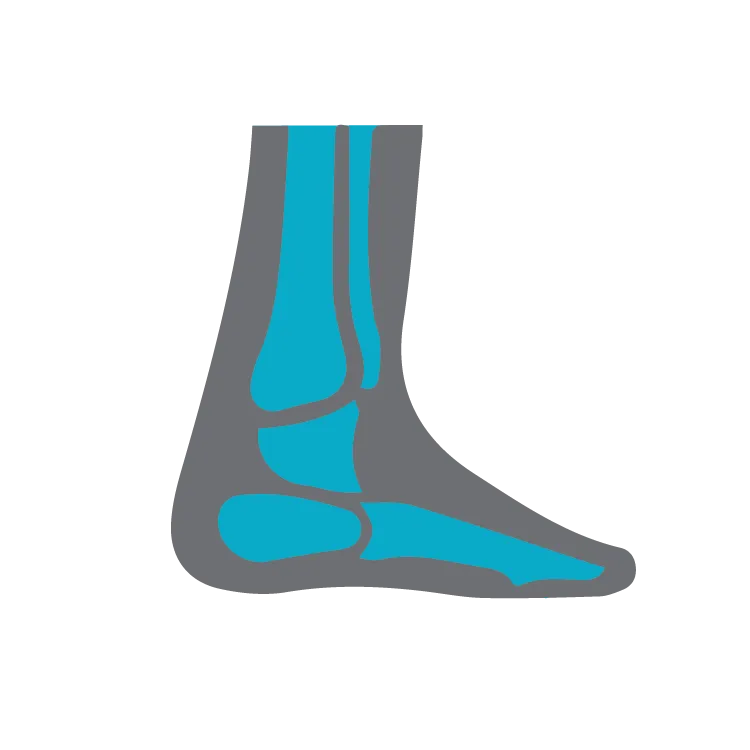 Foot and Ankle Skeleton - Icon